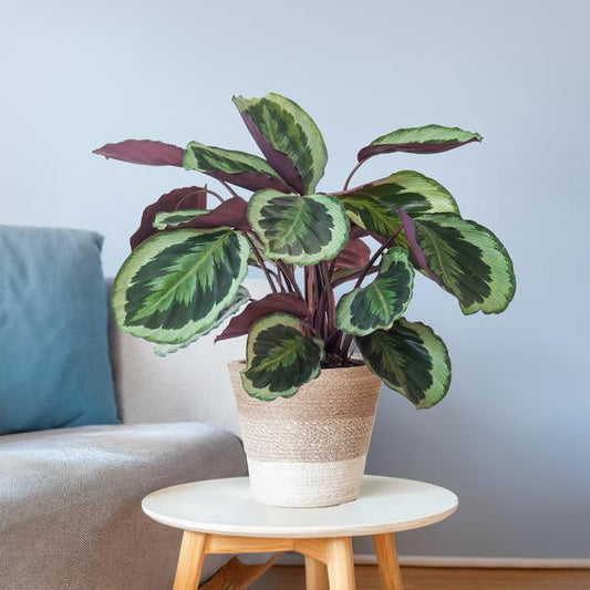 [Brand/Company Name] [Plant/Flower Type] and [Plant/Flower Type] set in [Material/Color] pot on [Material/Color] tray.