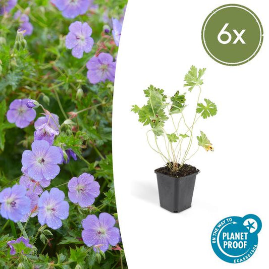 [Brand/Company Name] [Plant/Flower Type] and [Plant/Flower Type] set in [Material/Color] pot on [Material/Color] tray.