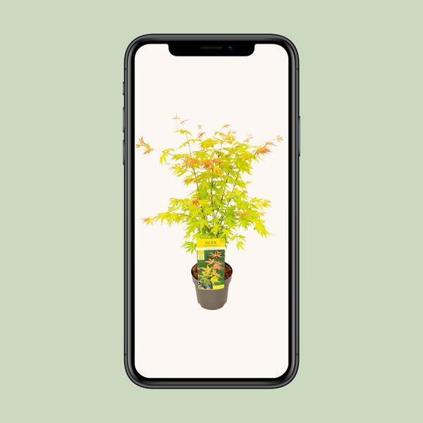 [Brand/Company Name] [Plant/Flower Type] and [Plant/Flower Type] set in [Material/Color] pot on [Material/Color] tray.