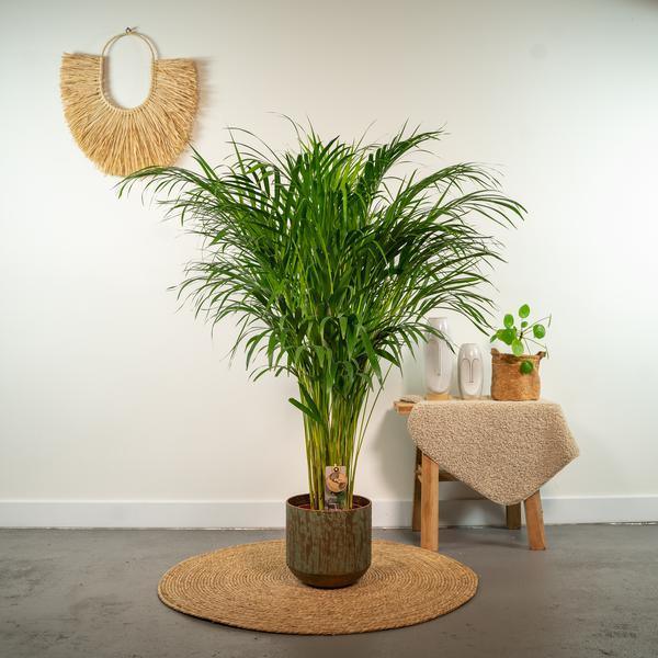 [Brand/Company Name] [Plant/Flower Type] and [Plant/Flower Type] set in [Material/Color] pot on [Material/Color] tray.