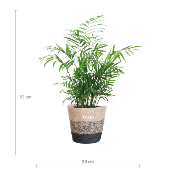 [Brand/Company Name] [Plant/Flower Type] and [Plant/Flower Type] set in [Material/Color] pot on [Material/Color] tray.