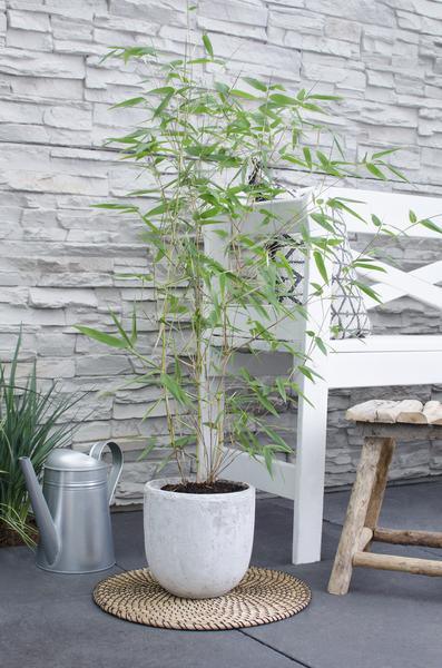 [Brand/Company Name] [Plant/Flower Type] and [Plant/Flower Type] set in [Material/Color] pot on [Material/Color] tray.