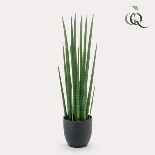 [Brand/Company Name] [Plant/Flower Type] and [Plant/Flower Type] set in [Material/Color] pot on [Material/Color] tray.