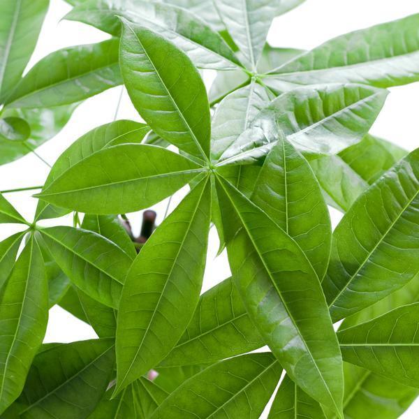 [Brand/Company Name] [Plant/Flower Type] and [Plant/Flower Type] set in [Material/Color] pot on [Material/Color] tray.