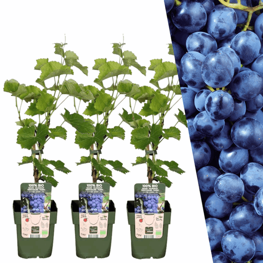 [Brand/Company Name] [Plant/Flower Type] and [Plant/Flower Type] set in [Material/Color] pot on [Material/Color] tray.