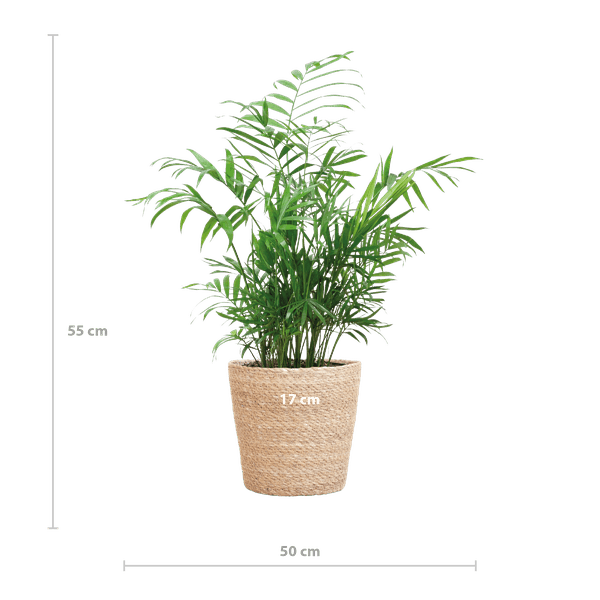 [Brand/Company Name] [Plant/Flower Type] and [Plant/Flower Type] set in [Material/Color] pot on [Material/Color] tray.