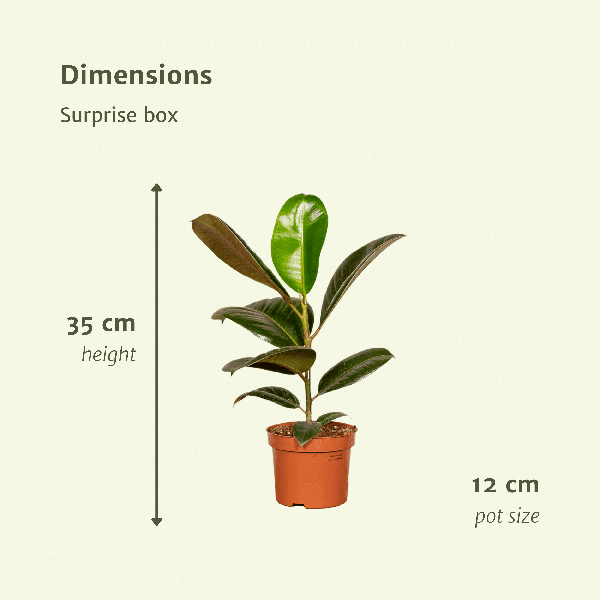 [Brand/Company Name] [Plant/Flower Type] and [Plant/Flower Type] set in [Material/Color] pot on [Material/Color] tray.