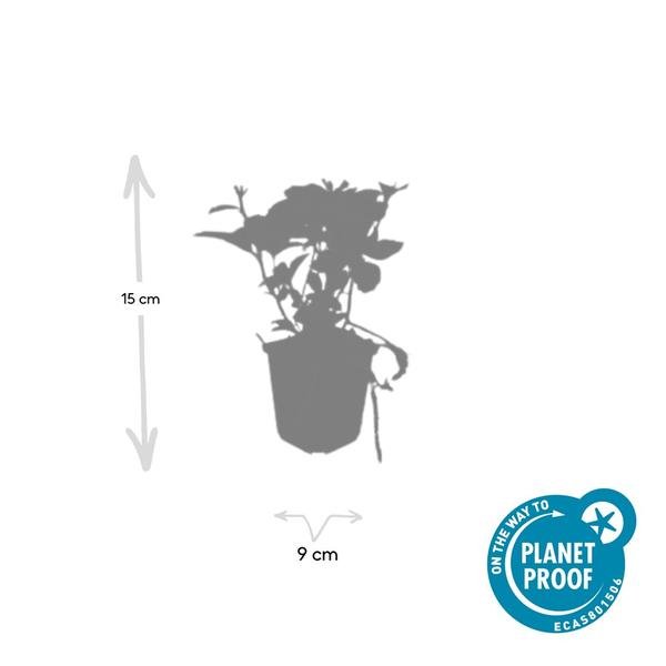 [Brand/Company Name] [Plant/Flower Type] and [Plant/Flower Type] set in [Material/Color] pot on [Material/Color] tray.