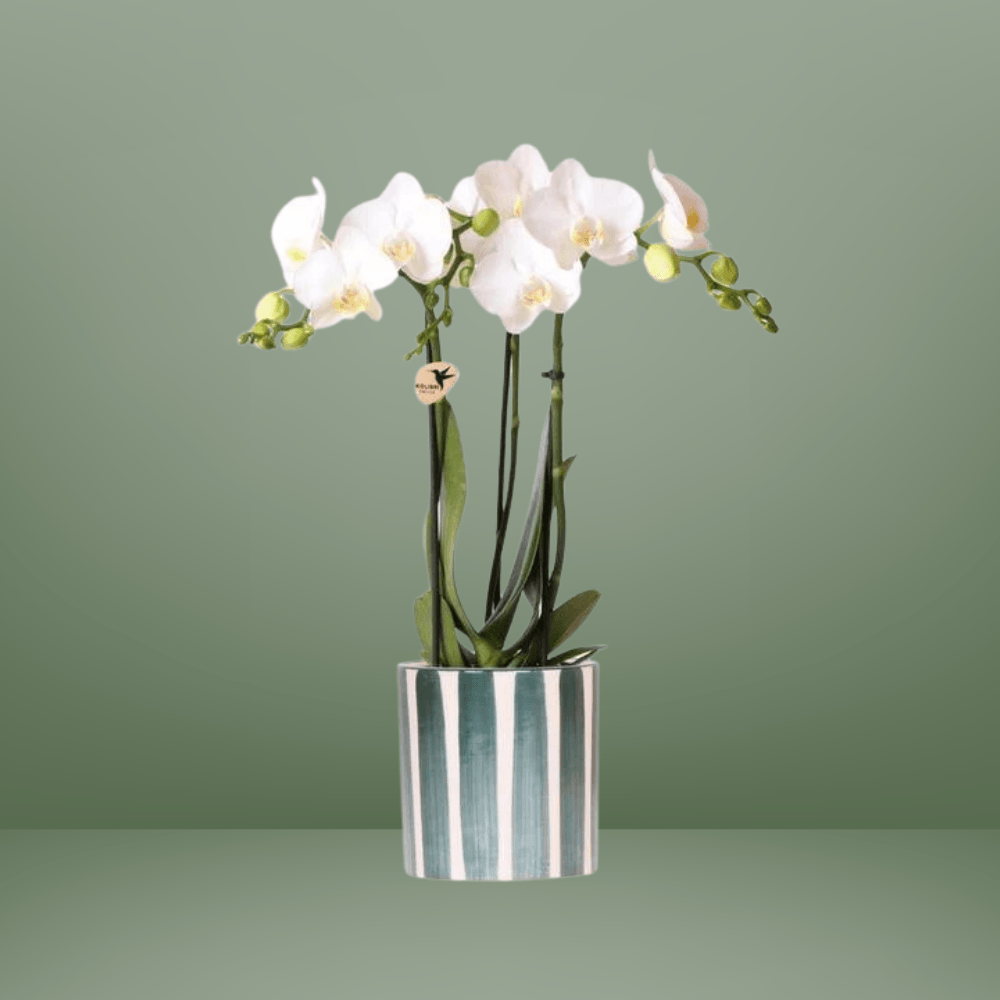 [Brand/Company Name] [Plant/Flower Type] and [Plant/Flower Type] set in [Material/Color] pot on [Material/Color] tray.