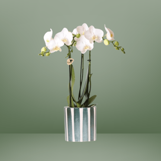 [Brand/Company Name] [Plant/Flower Type] and [Plant/Flower Type] set in [Material/Color] pot on [Material/Color] tray.