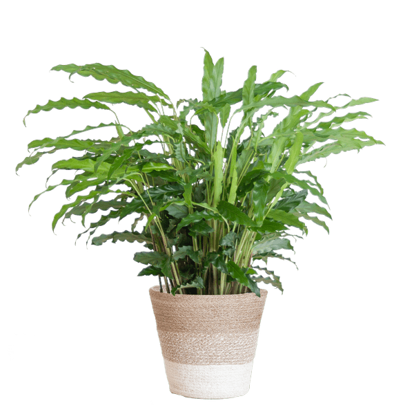 [Brand/Company Name] [Plant/Flower Type] and [Plant/Flower Type] set in [Material/Color] pot on [Material/Color] tray.