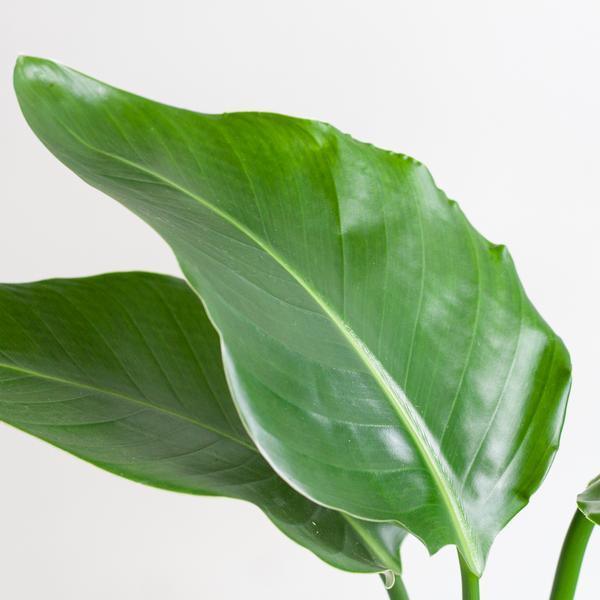 [Brand/Company Name] [Plant/Flower Type] and [Plant/Flower Type] set in [Material/Color] pot on [Material/Color] tray.
