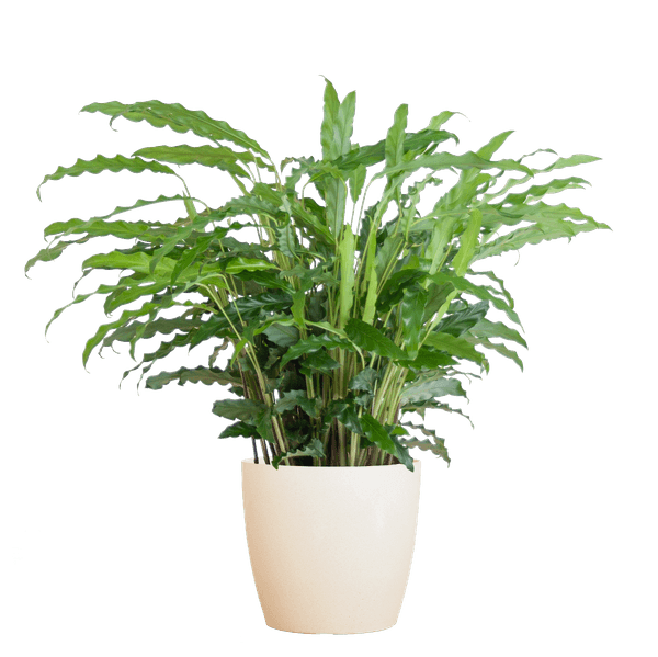 [Brand/Company Name] [Plant/Flower Type] and [Plant/Flower Type] set in [Material/Color] pot on [Material/Color] tray.