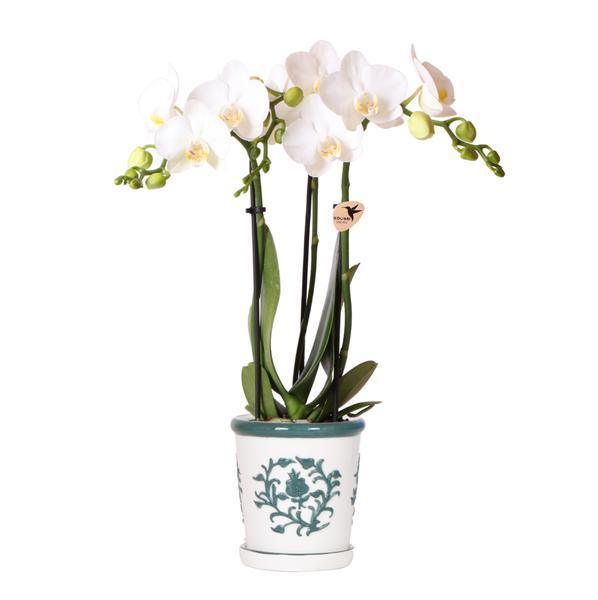 [Brand/Company Name] [Plant/Flower Type] and [Plant/Flower Type] set in [Material/Color] pot on [Material/Color] tray.