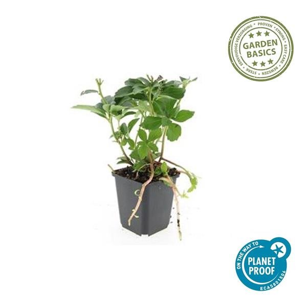 [Brand/Company Name] [Plant/Flower Type] and [Plant/Flower Type] set in [Material/Color] pot on [Material/Color] tray.