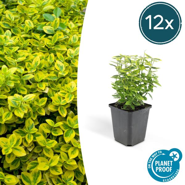 [Brand/Company Name] [Plant/Flower Type] and [Plant/Flower Type] set in [Material/Color] pot on [Material/Color] tray.