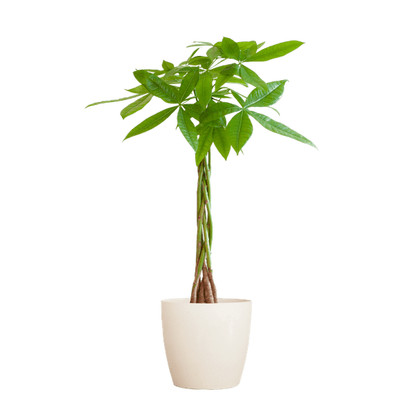 [Brand/Company Name] [Plant/Flower Type] and [Plant/Flower Type] set in [Material/Color] pot on [Material/Color] tray.