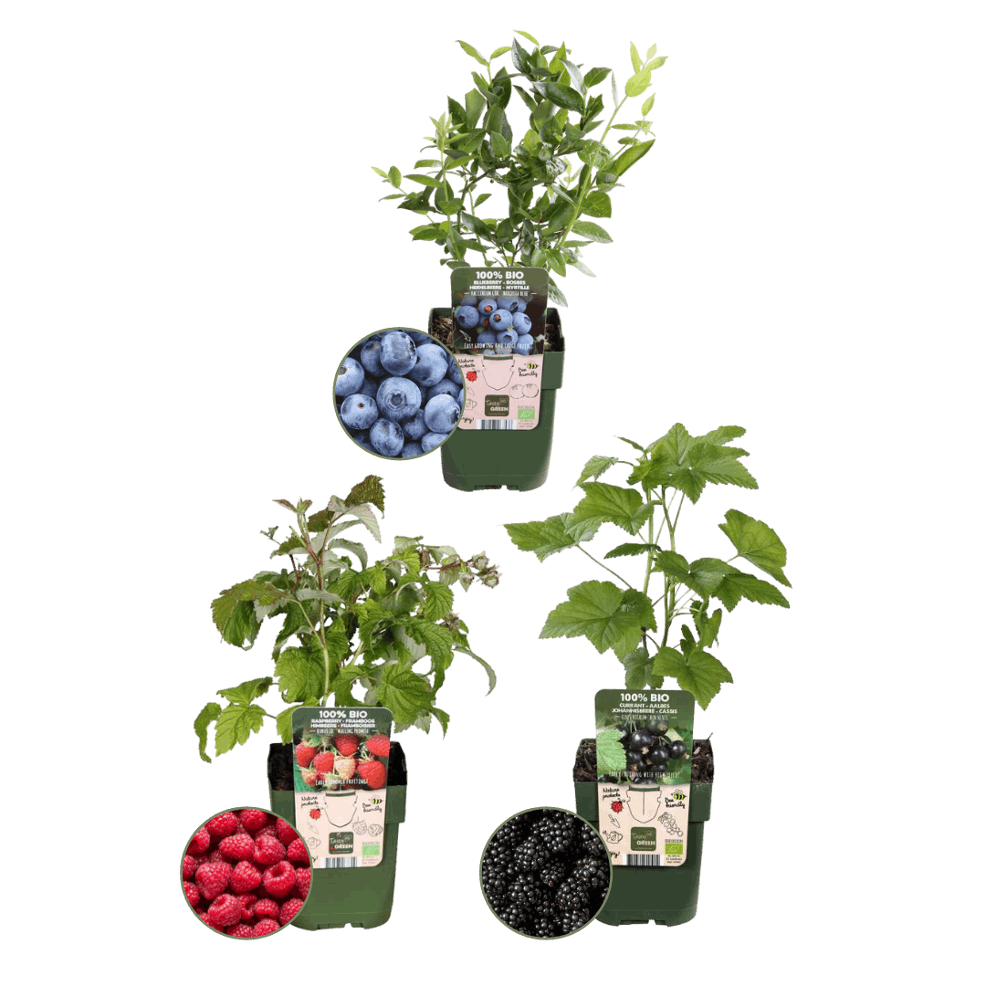 [Brand/Company Name] [Plant/Flower Type] and [Plant/Flower Type] set in [Material/Color] pot on [Material/Color] tray.