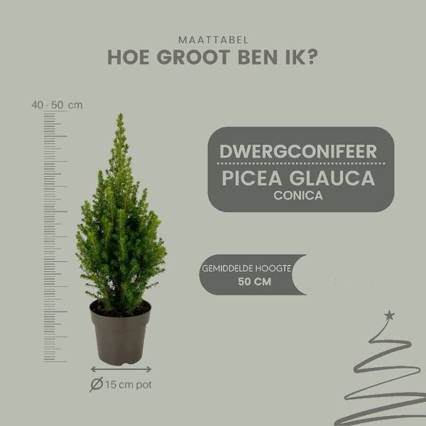 [Brand/Company Name] [Plant/Flower Type] and [Plant/Flower Type] set in [Material/Color] pot on [Material/Color] tray.
