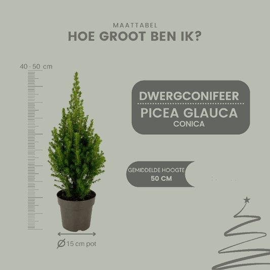 [Brand/Company Name] [Plant/Flower Type] and [Plant/Flower Type] set in [Material/Color] pot on [Material/Color] tray.
