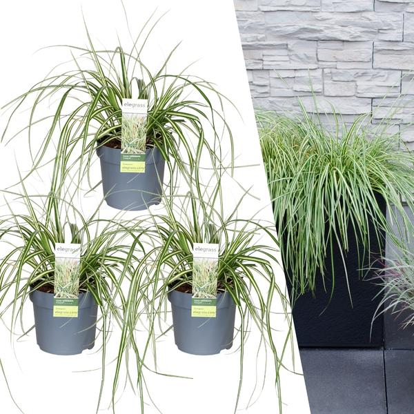 [Brand/Company Name] [Plant/Flower Type] and [Plant/Flower Type] set in [Material/Color] pot on [Material/Color] tray.