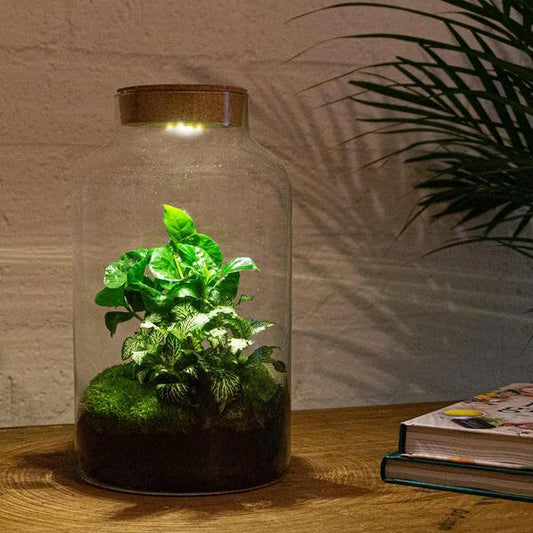 [Brand/Company Name] [Plant/Flower Type] and [Plant/Flower Type] set in [Material/Color] pot on [Material/Color] tray.