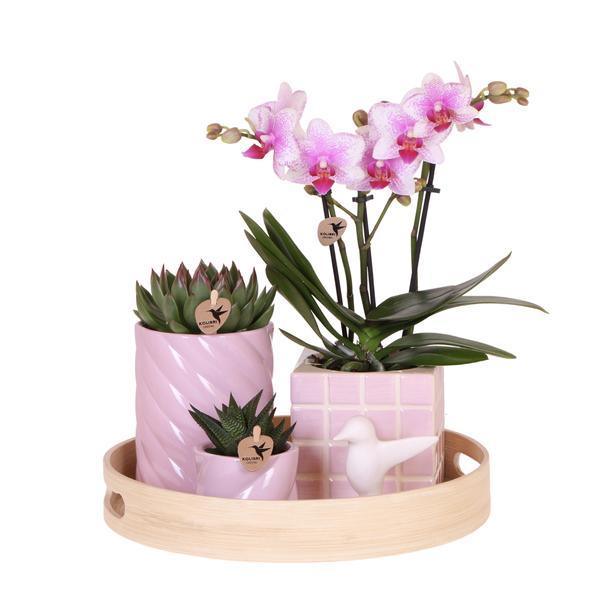 [Brand/Company Name] [Plant/Flower Type] and [Plant/Flower Type] set in [Material/Color] pot on [Material/Color] tray.