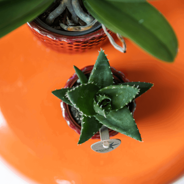[Brand/Company Name] [Plant/Flower Type] and [Plant/Flower Type] set in [Material/Color] pot on [Material/Color] tray.
