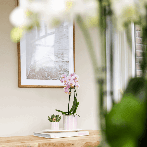 [Brand/Company Name] [Plant/Flower Type] and [Plant/Flower Type] set in [Material/Color] pot on [Material/Color] tray.
