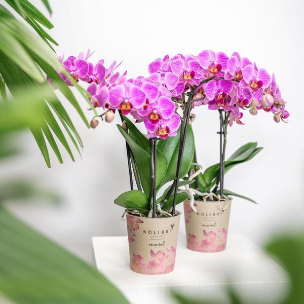 [Brand/Company Name] [Plant/Flower Type] and [Plant/Flower Type] set in [Material/Color] pot on [Material/Color] tray.