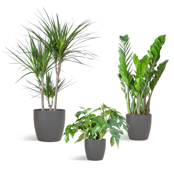 [Brand/Company Name] [Plant/Flower Type] and [Plant/Flower Type] set in [Material/Color] pot on [Material/Color] tray.