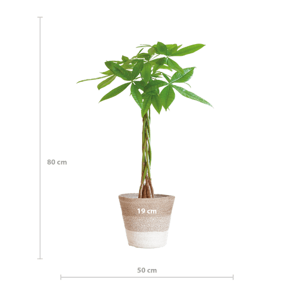 [Brand/Company Name] [Plant/Flower Type] and [Plant/Flower Type] set in [Material/Color] pot on [Material/Color] tray.