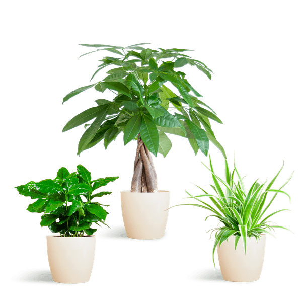 [Brand/Company Name] [Plant/Flower Type] and [Plant/Flower Type] set in [Material/Color] pot on [Material/Color] tray.