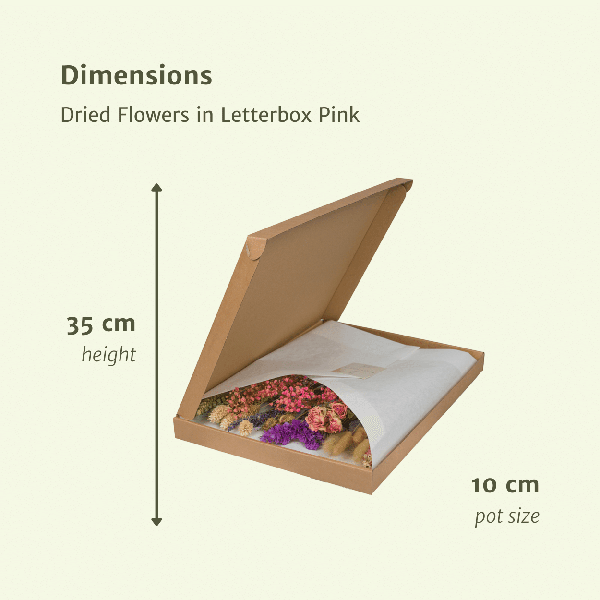 [Brand/Company Name] [Plant/Flower Type] and [Plant/Flower Type] set in [Material/Color] pot on [Material/Color] tray.