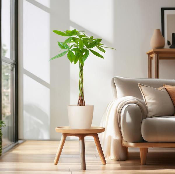 [Brand/Company Name] [Plant/Flower Type] and [Plant/Flower Type] set in [Material/Color] pot on [Material/Color] tray.