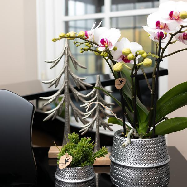 [Brand/Company Name] [Plant/Flower Type] and [Plant/Flower Type] set in [Material/Color] pot on [Material/Color] tray.