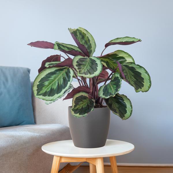 [Brand/Company Name] [Plant/Flower Type] and [Plant/Flower Type] set in [Material/Color] pot on [Material/Color] tray.