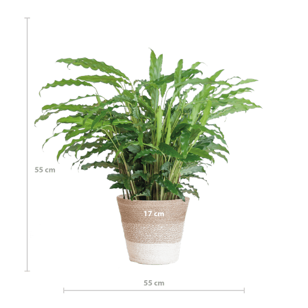 [Brand/Company Name] [Plant/Flower Type] and [Plant/Flower Type] set in [Material/Color] pot on [Material/Color] tray.