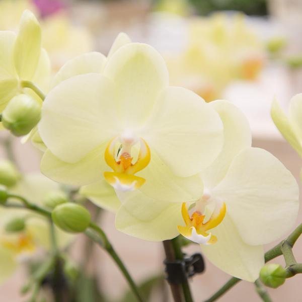 [Brand/Company Name] [Plant/Flower Type] and [Plant/Flower Type] set in [Material/Color] pot on [Material/Color] tray.