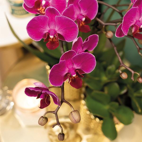 [Brand/Company Name] [Plant/Flower Type] and [Plant/Flower Type] set in [Material/Color] pot on [Material/Color] tray.