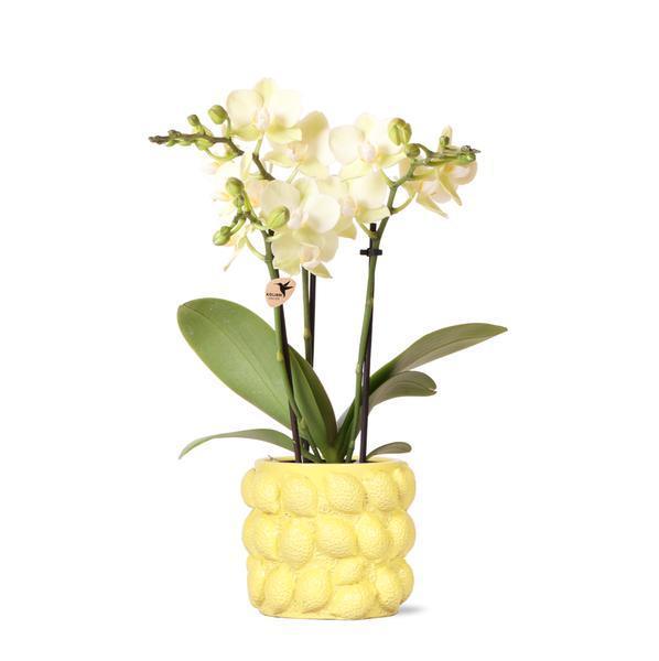 [Brand/Company Name] [Plant/Flower Type] and [Plant/Flower Type] set in [Material/Color] pot on [Material/Color] tray.