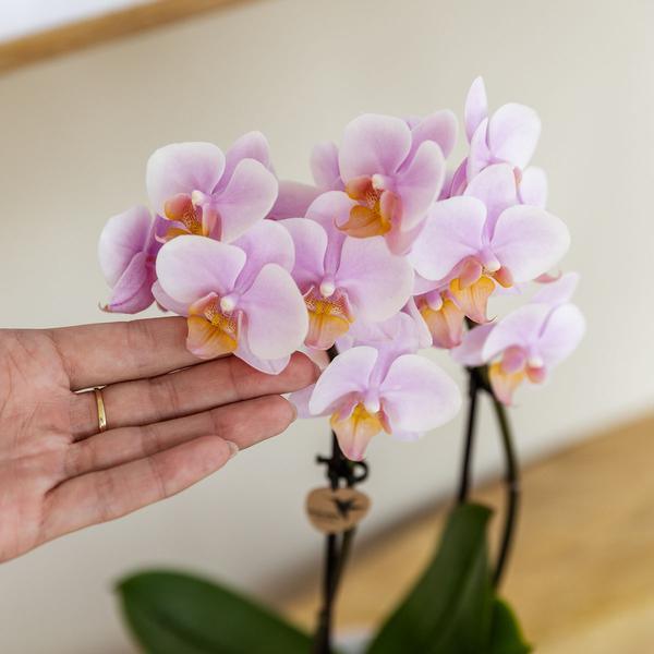 [Brand/Company Name] [Plant/Flower Type] and [Plant/Flower Type] set in [Material/Color] pot on [Material/Color] tray.