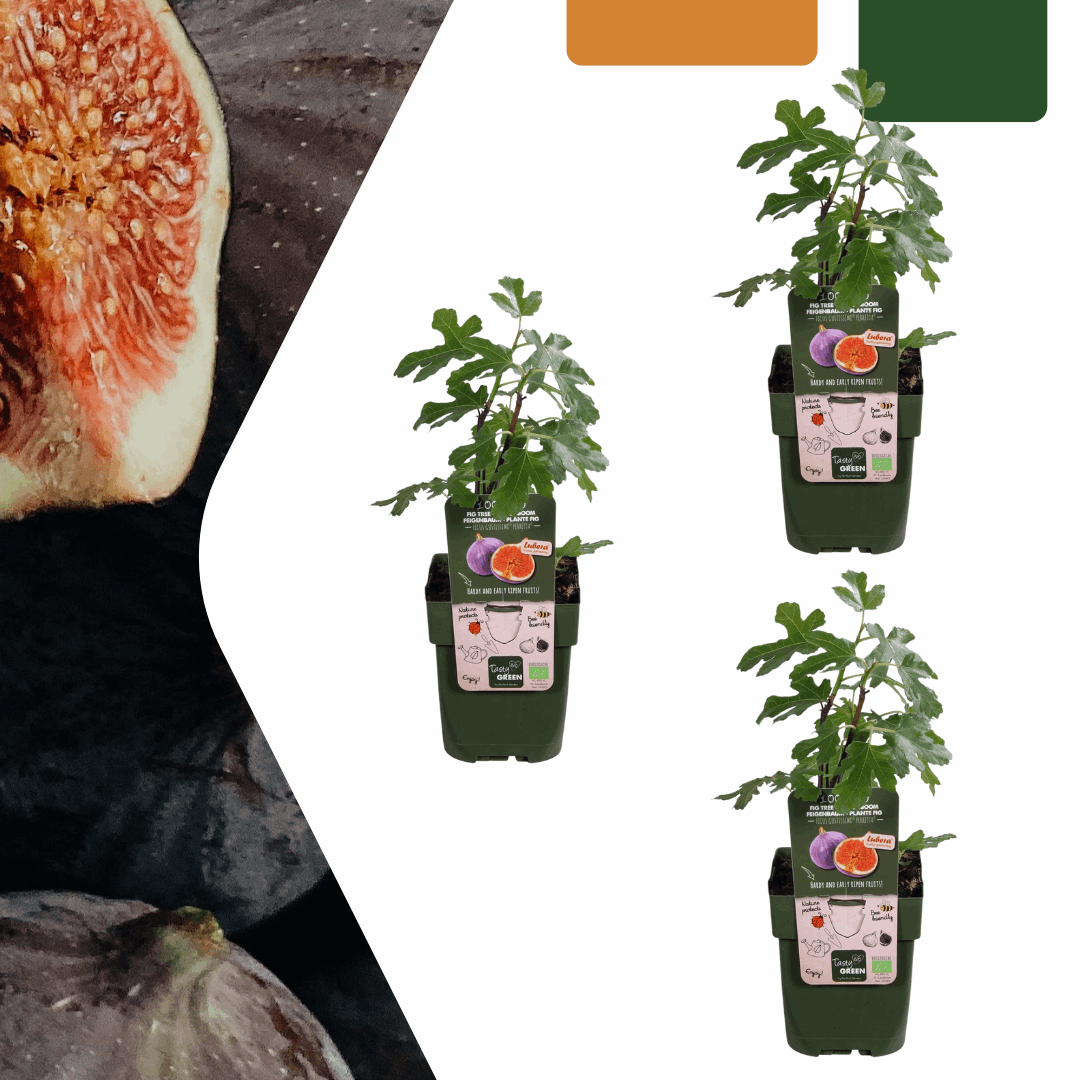 [Brand/Company Name] [Plant/Flower Type] and [Plant/Flower Type] set in [Material/Color] pot on [Material/Color] tray.