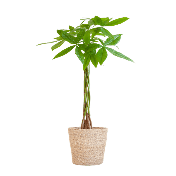 [Brand/Company Name] [Plant/Flower Type] and [Plant/Flower Type] set in [Material/Color] pot on [Material/Color] tray.