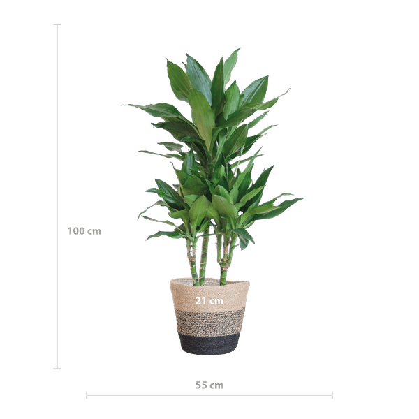 [Brand/Company Name] [Plant/Flower Type] and [Plant/Flower Type] set in [Material/Color] pot on [Material/Color] tray.