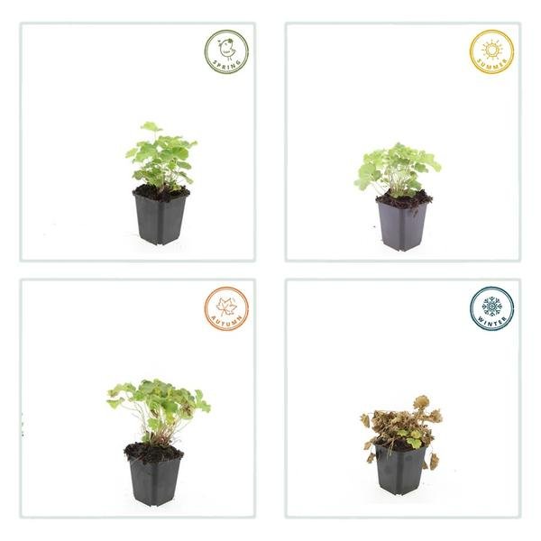 [Brand/Company Name] [Plant/Flower Type] and [Plant/Flower Type] set in [Material/Color] pot on [Material/Color] tray.