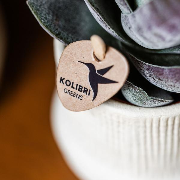 [Brand/Company Name] [Plant/Flower Type] and [Plant/Flower Type] set in [Material/Color] pot on [Material/Color] tray.