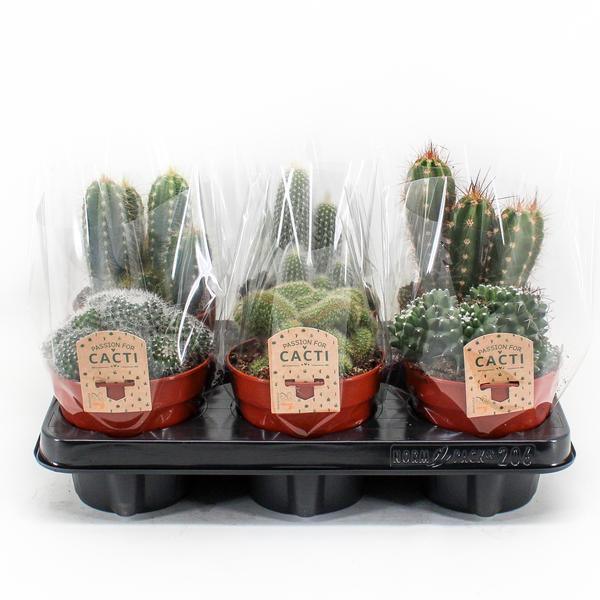 [Brand/Company Name] [Plant/Flower Type] and [Plant/Flower Type] set in [Material/Color] pot on [Material/Color] tray.