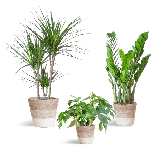 [Brand/Company Name] [Plant/Flower Type] and [Plant/Flower Type] set in [Material/Color] pot on [Material/Color] tray.