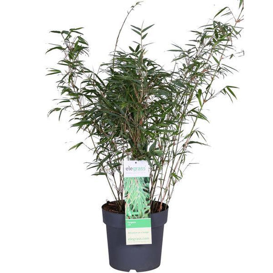 [Brand/Company Name] [Plant/Flower Type] and [Plant/Flower Type] set in [Material/Color] pot on [Material/Color] tray.